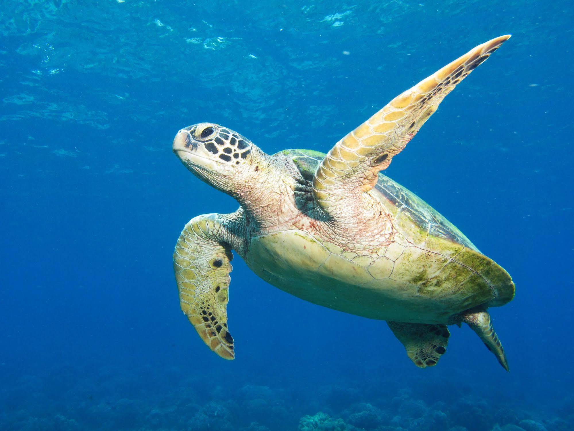 Acqua Dive Bed & Breakfast Zamboanguita  Ngoại thất bức ảnh